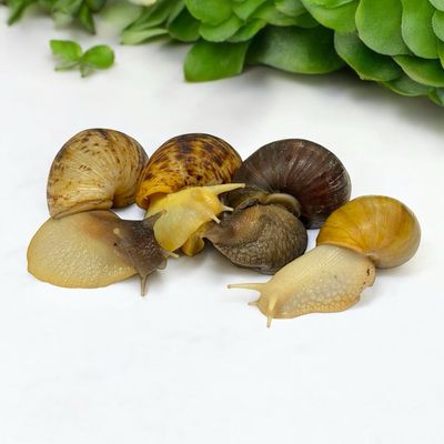 Schnecken-Auffangstation “Adopt a Snail”