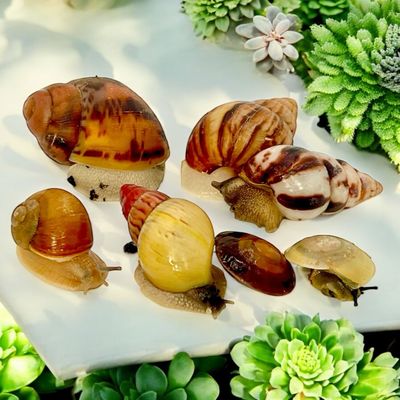 Schnecken Nachzucht