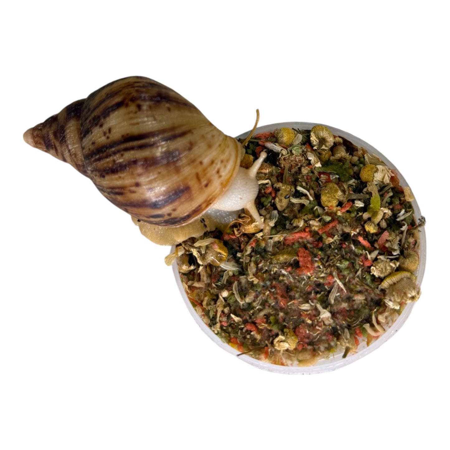 Schneckenfutter Mix Pride