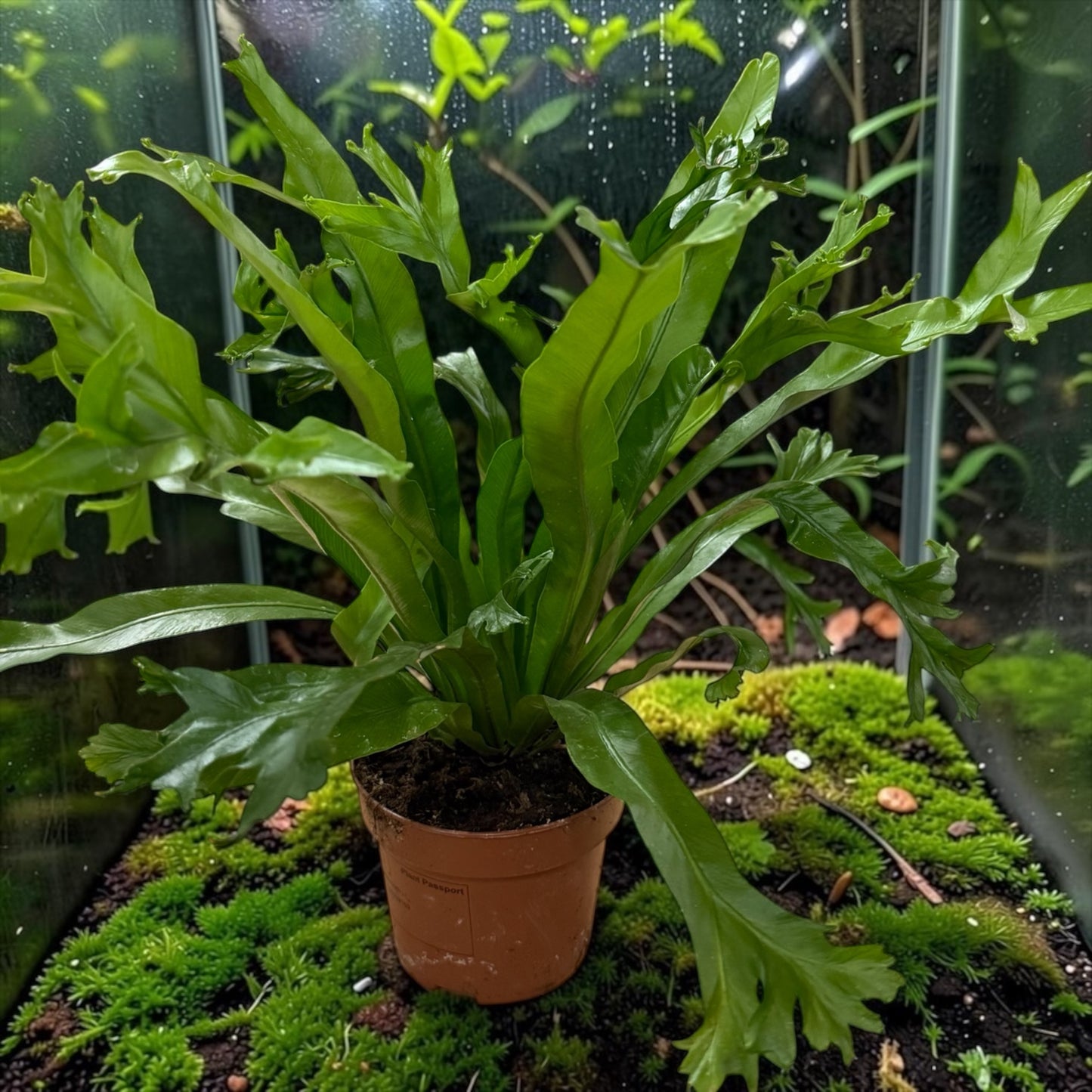 Nestfarn, Asplenium antiquum Leslie 30cm