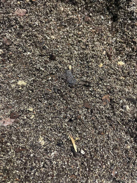 fertig gemischte Erde für Megalobulimus Oblongus 20 Liter