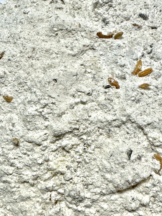 Kris Buckleys Original Schneckenboost