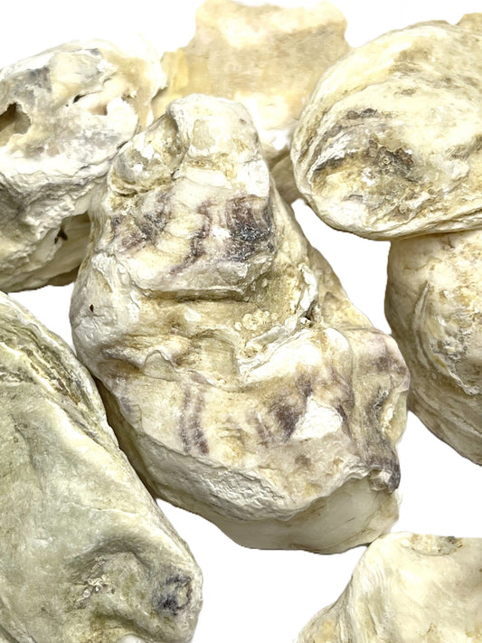 Austernschalen im Ganzen 100g