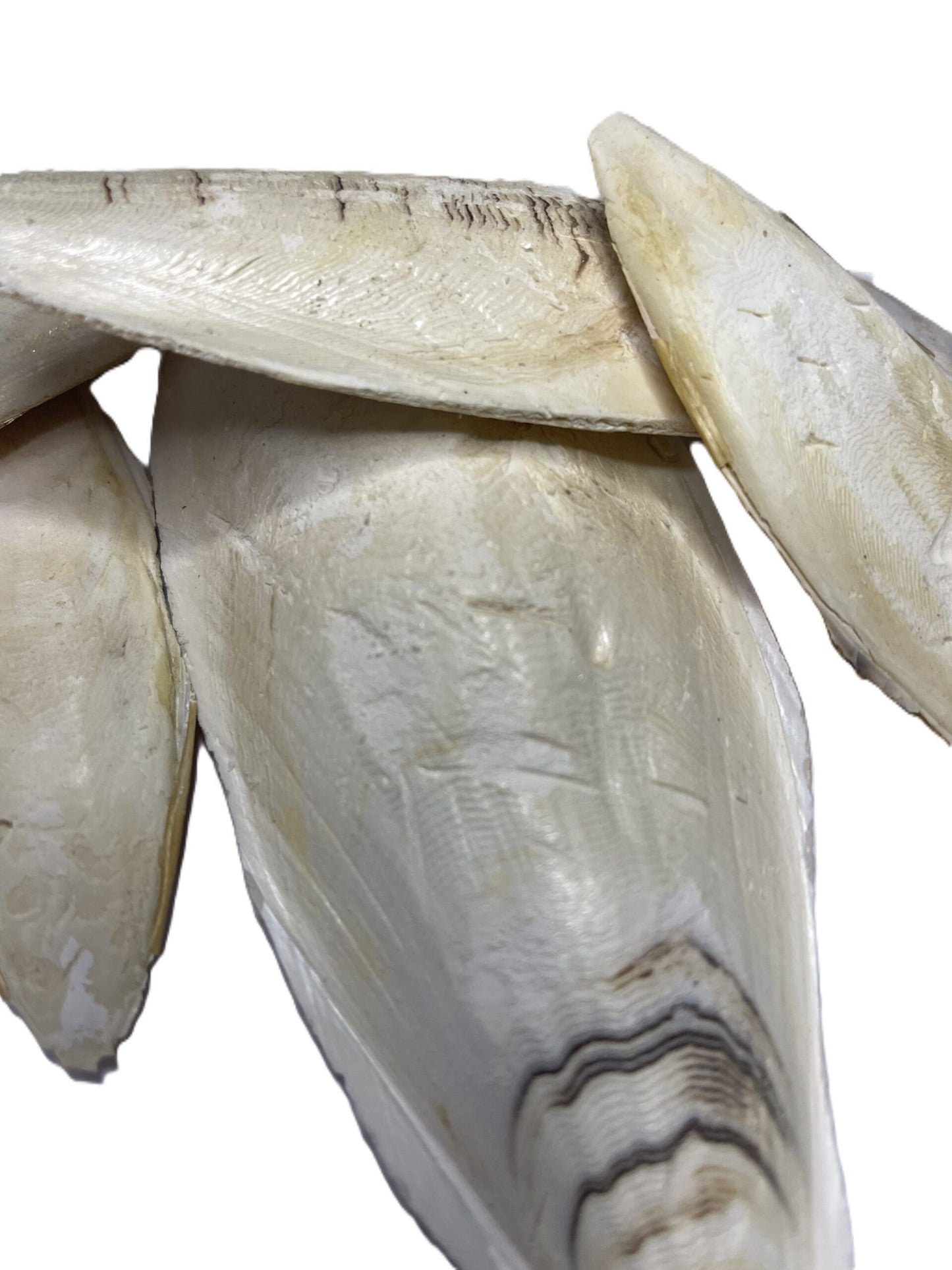 Sepiaschalen naturbelassen 60g