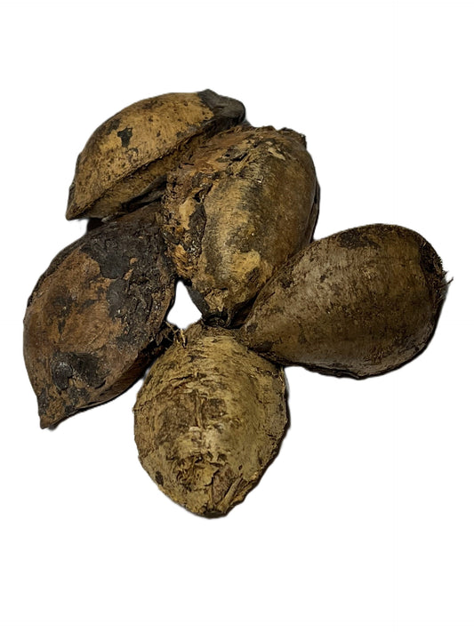 Seemandelbaum - Saatmandel