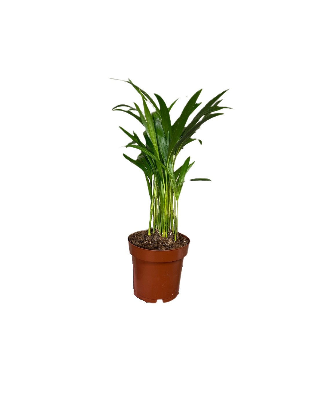 Terrarien Pflanze/ Bergpalme/ Chamaedorea elegans/ 9cm