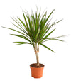 Drachenbaum 30cm