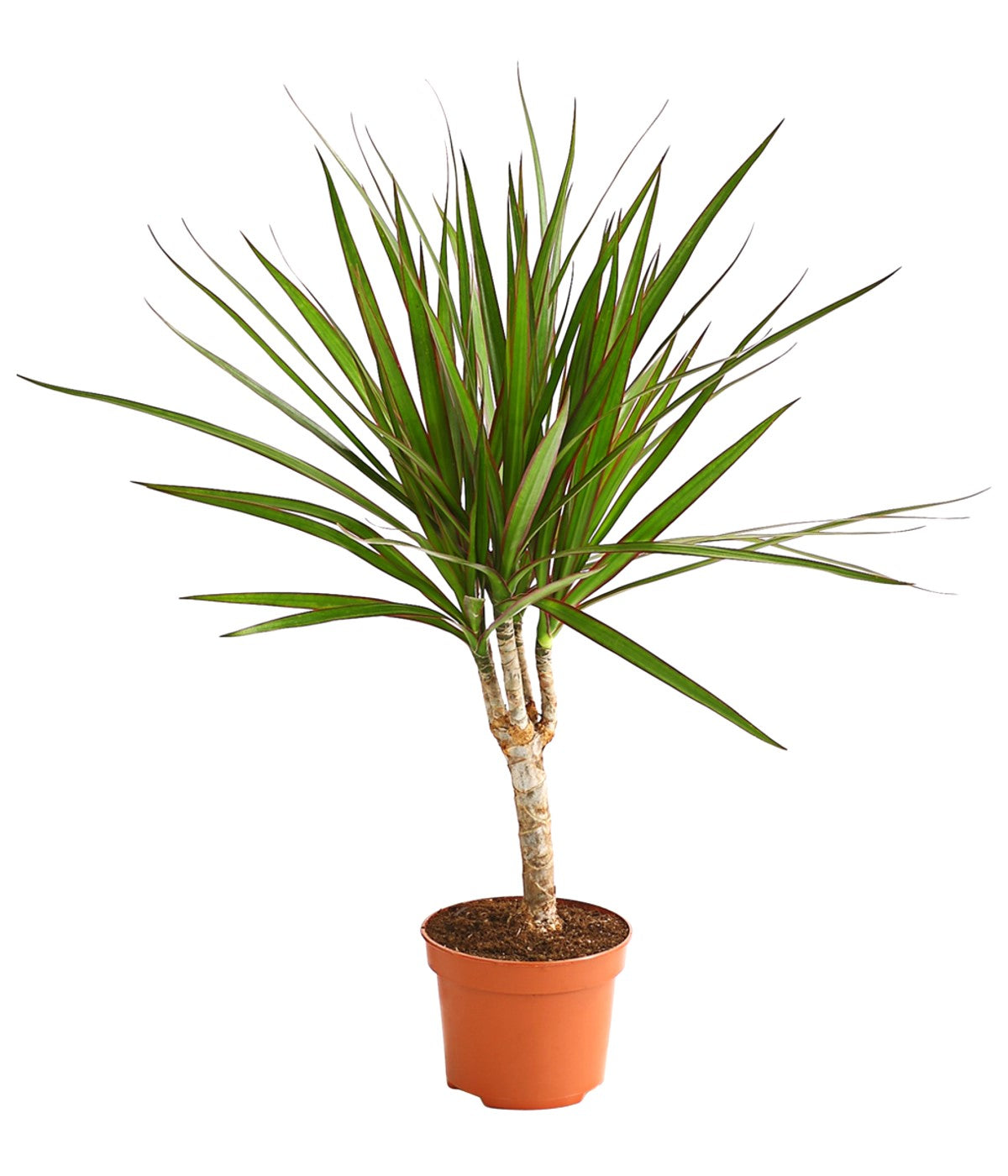 Drachenbaum 30cm