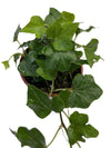 Efeu dunkelgrün (9er Topfgröße)