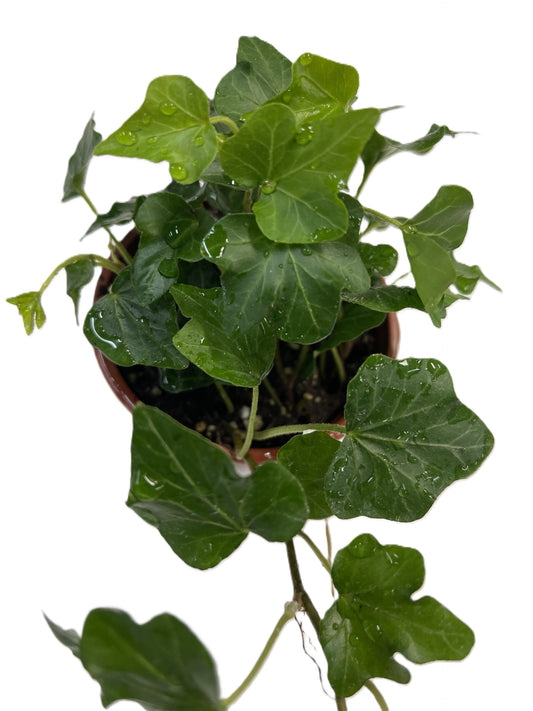 Efeu dunkelgrün (9er Topfgröße)