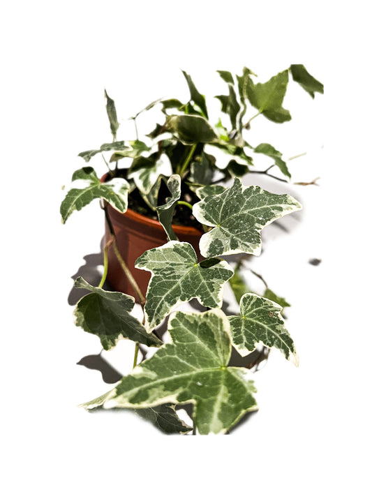 Efeu weiß/grün (9er Klein Topf)