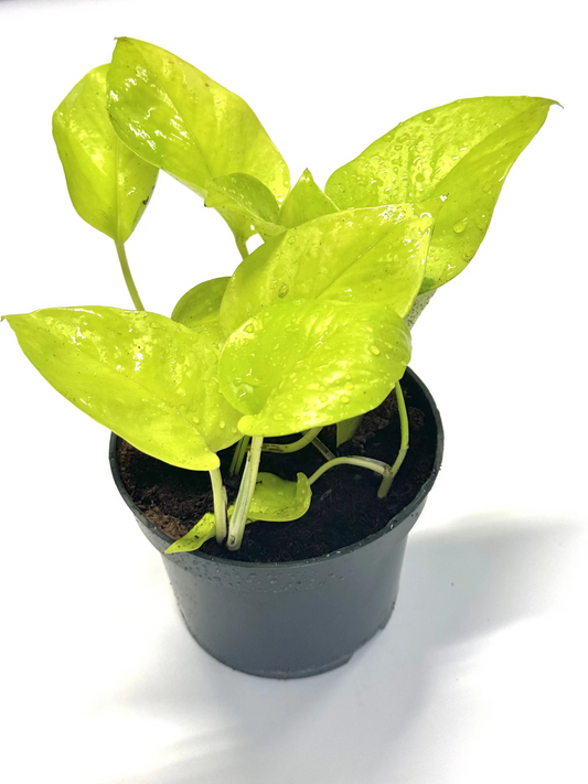 Efeutute hellgrün ca. 16cm