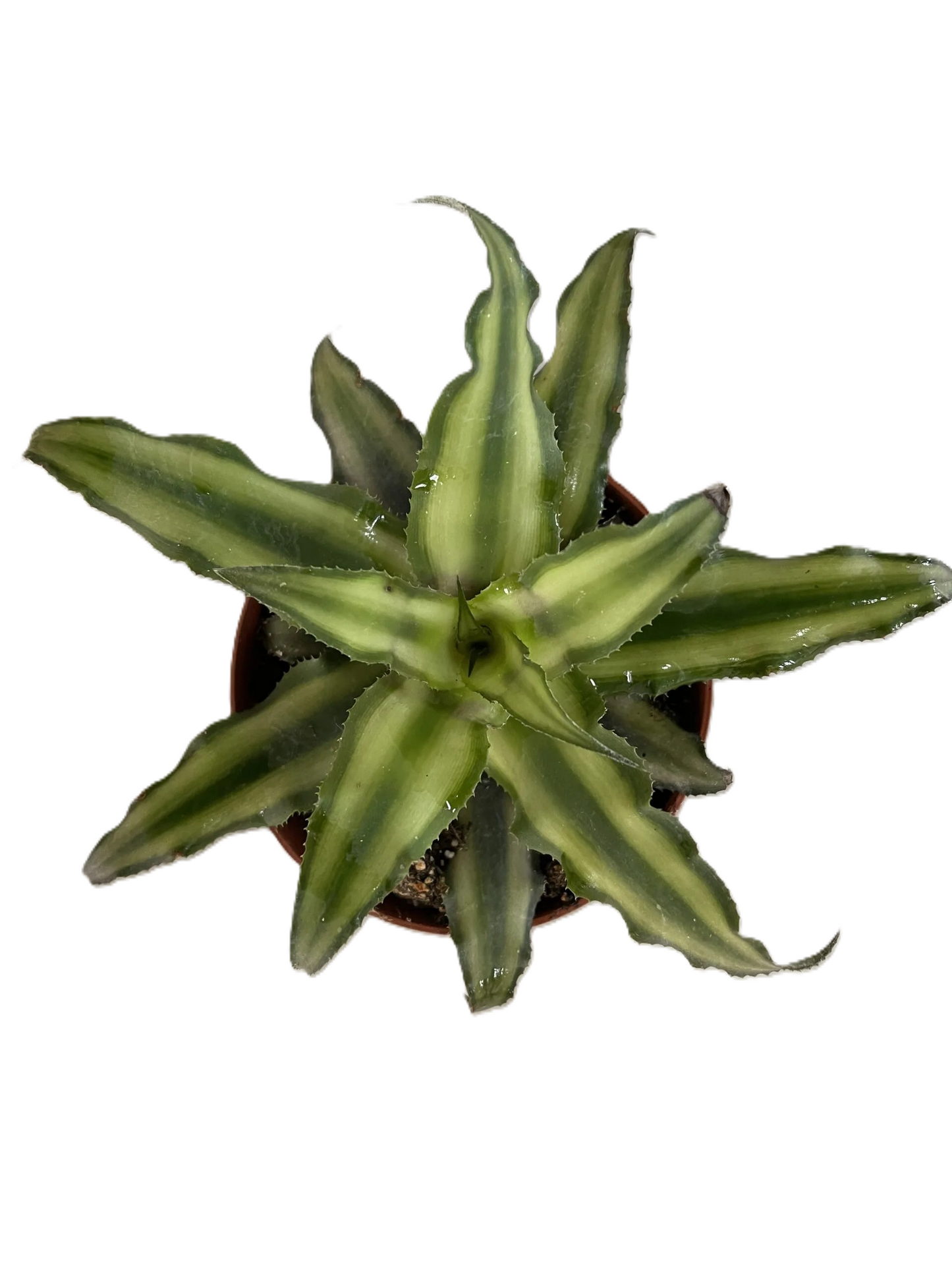 Erdbromelie Grün 10 cm