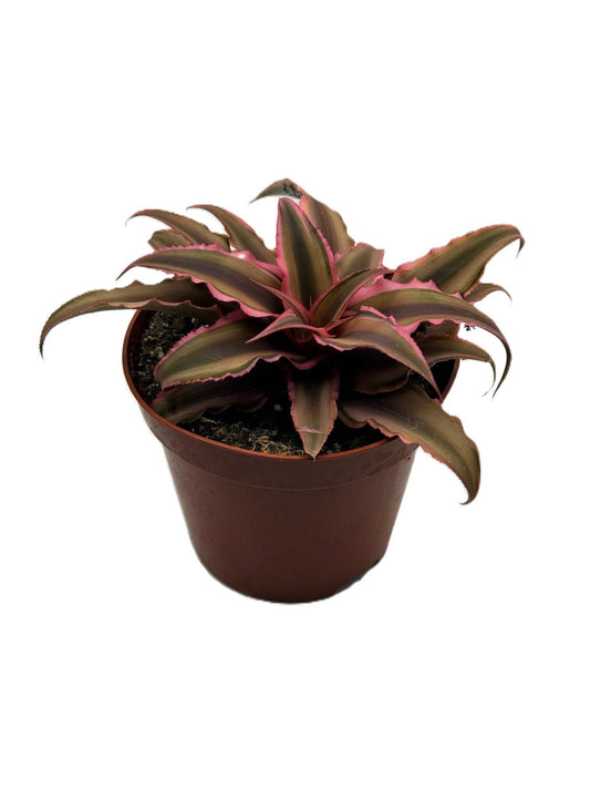 Erdbromelie Rot/Grün 10 cm