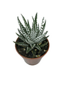 Haworthia 5cm