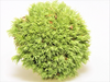 Kugelmoos lebend 1 Liter