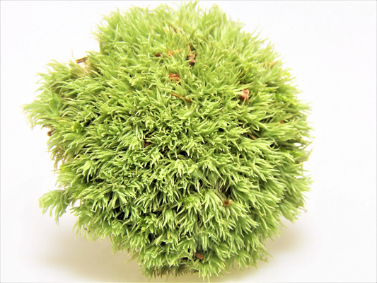 Kugelmoos lebend 1 Liter