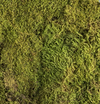 Plattenmoos lebend 1 Liter