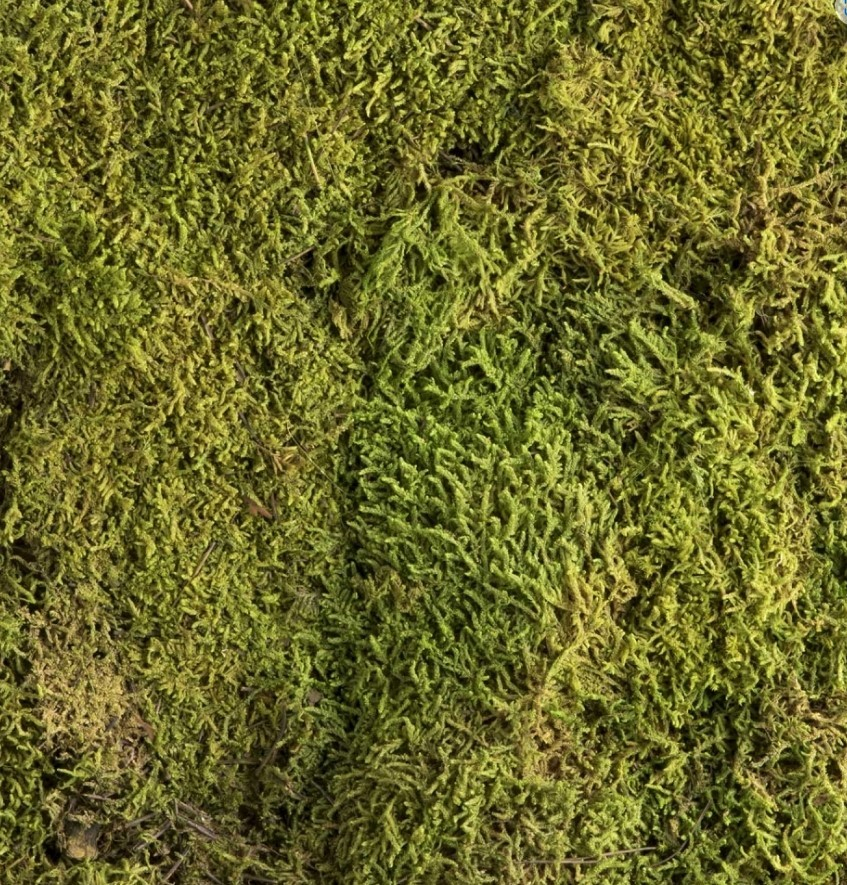 Plattenmoos lebend 1 Liter