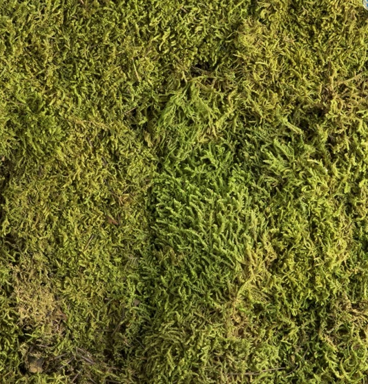 Plattenmoos lebend 1 Liter