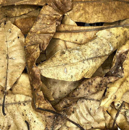 Mangoblätter 1 Liter