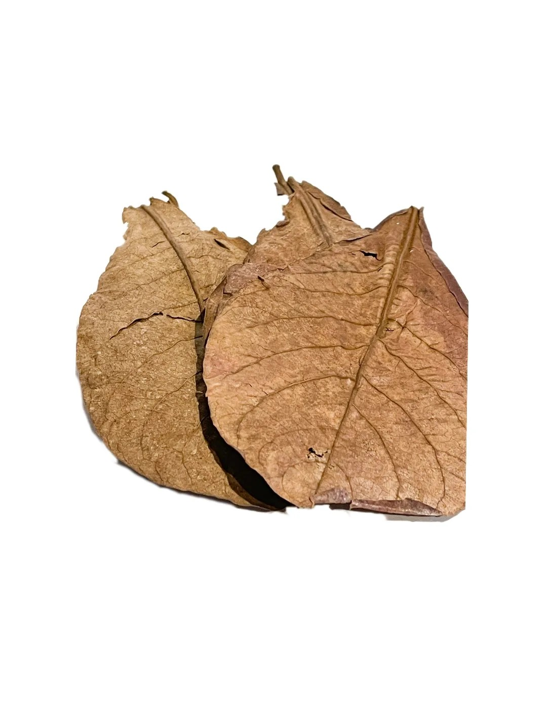 XXL Seemandelbaumblätter 6 Stück