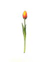 Tulpe 24cm