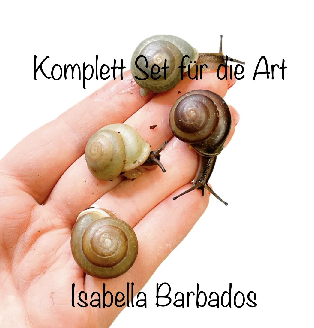 Komplettset für die Art Isabella Barbados Terrarienhaltung