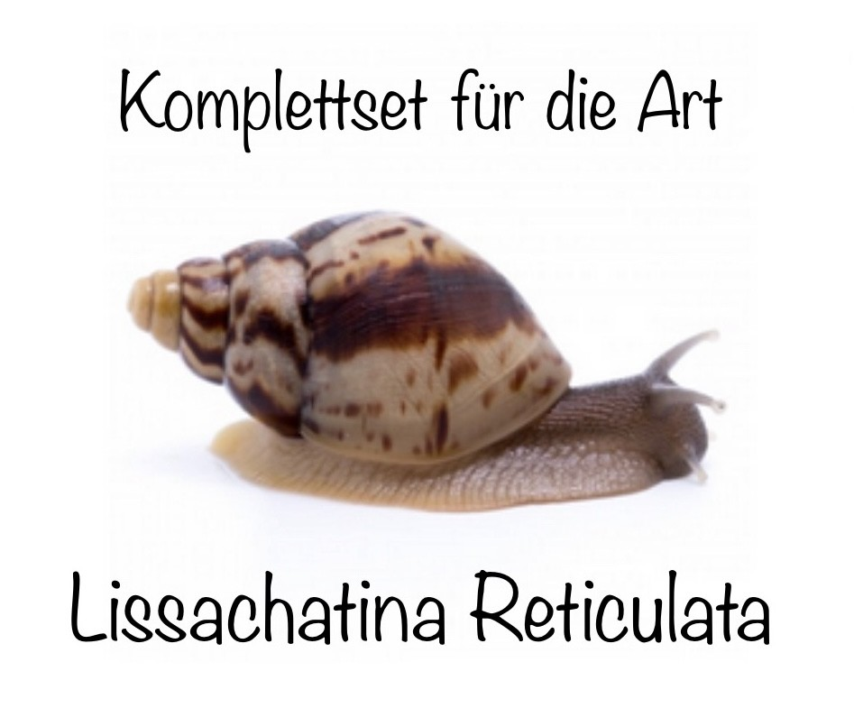Komplettset für die Art Lissachatina Reticulata Terrarienhaltung
