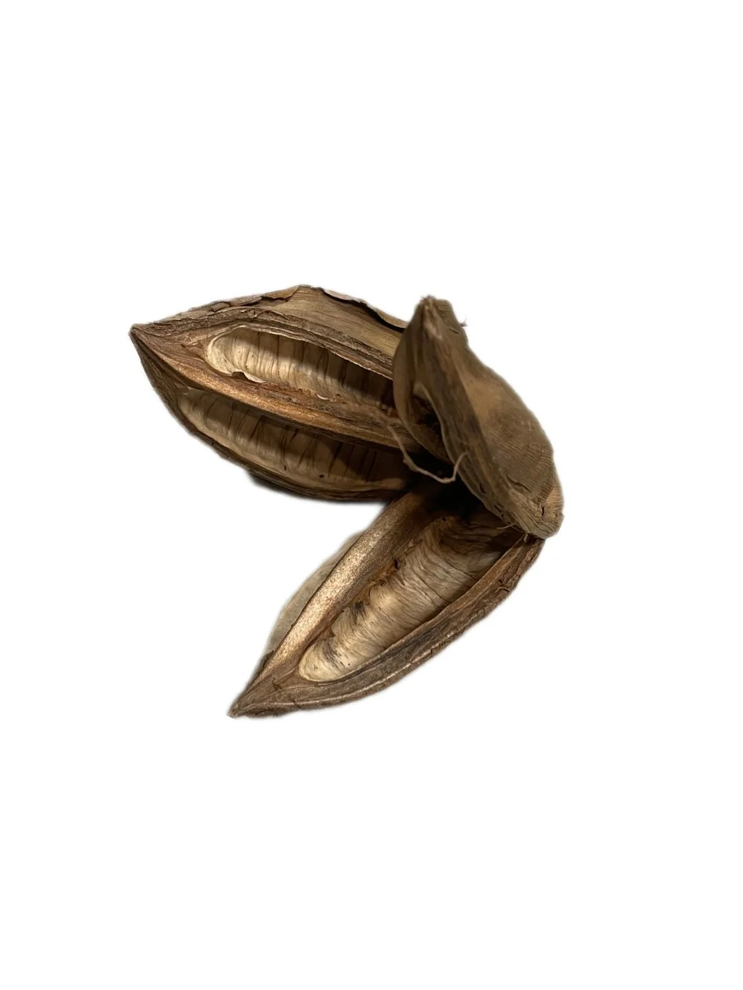 Sororoca Frucht 9-14cm
