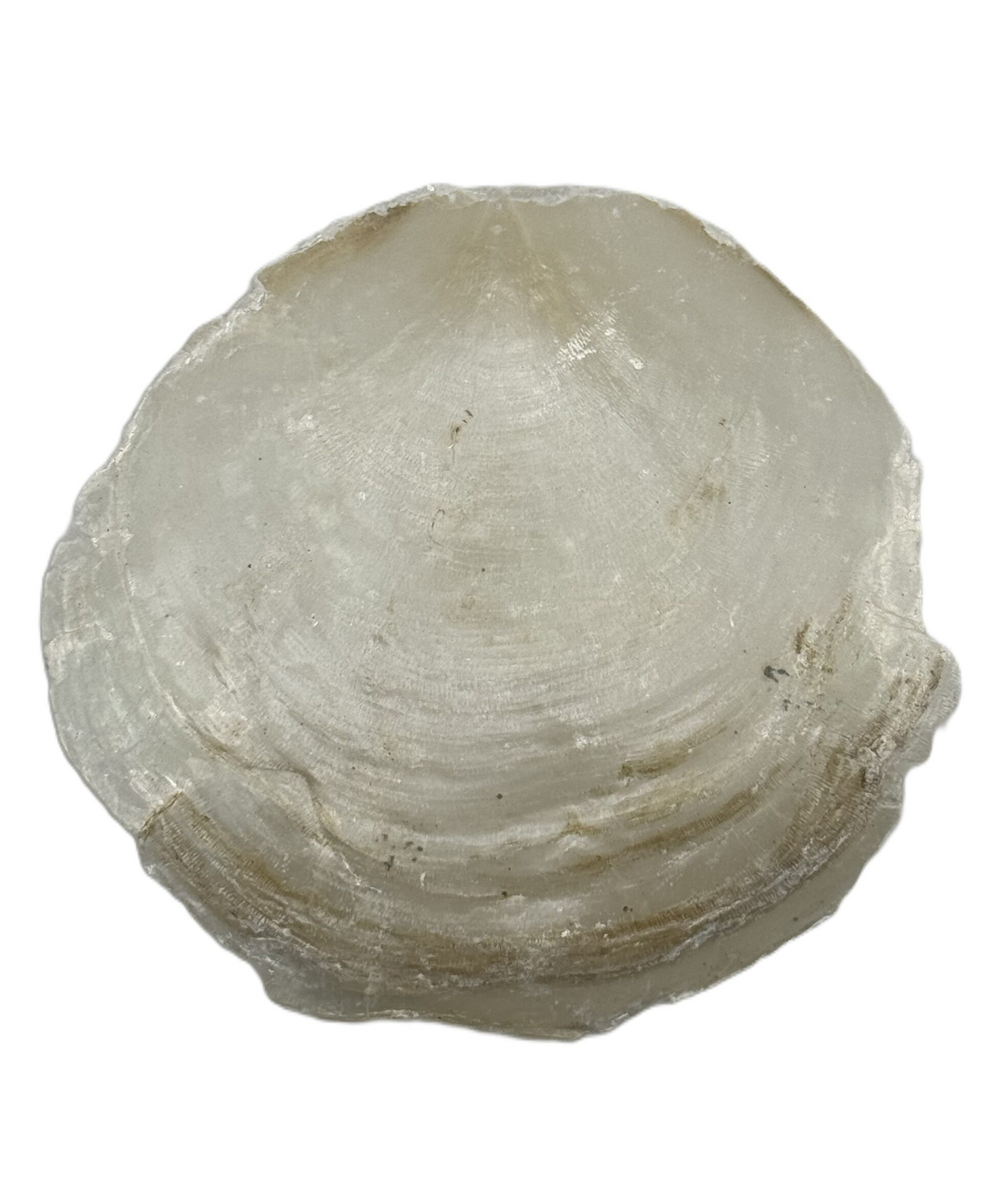 Perlmutt Futterschale ca. 8-10cm