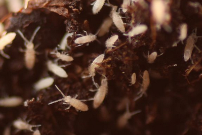 Springschwänze 100ml Box