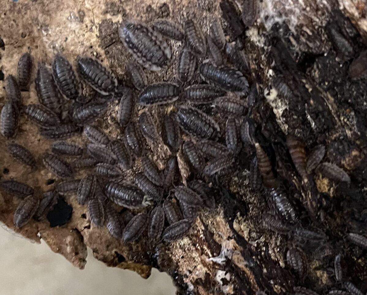 Oniscus asellus “Mauerassel”