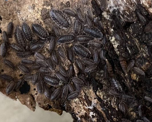 Oniscus asellus “Mauerassel”
