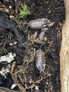 Porcellio Laevis Asseln Milk Back