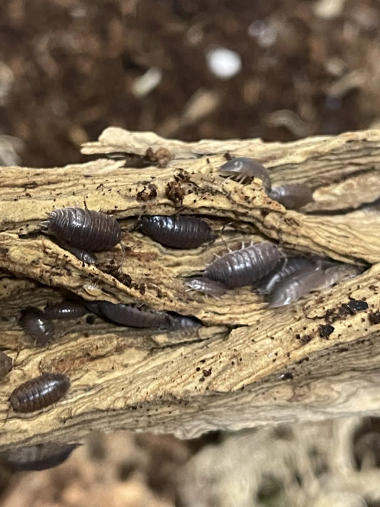 Porcellio Laevis Asseln Schwarz