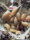 Porcellio Laevis Orange Asseln
