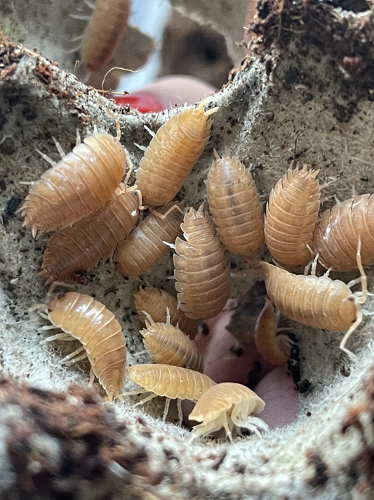 Porcellio Laevis Orange Asseln