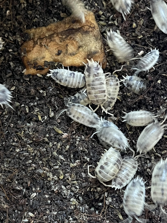 Porcellio Laevis Panda Asseln