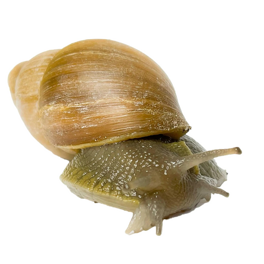 Megalobulimus oblongus