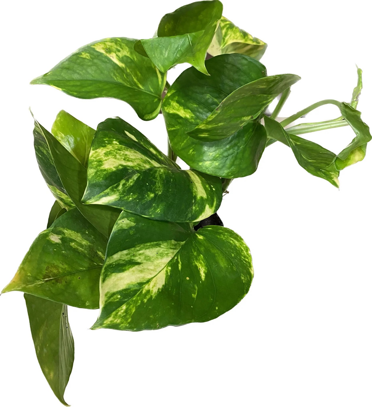 Efeutute grün (mit hellen streifen)