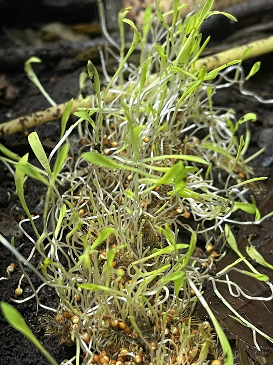 Hirse Samen (Gelb) 30g