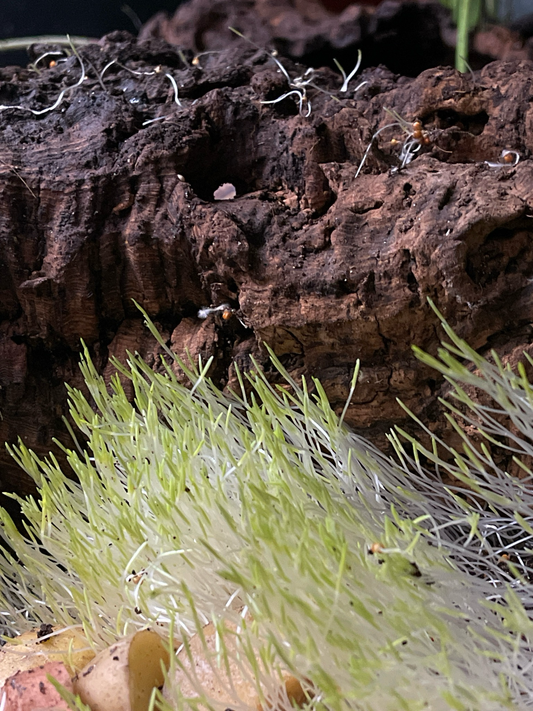 Hirse Samen (Rot) 30g