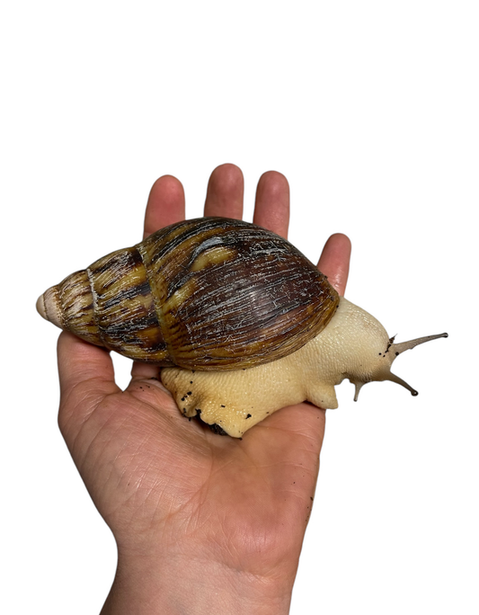 Archachatina marginata ovum Acromelanic 10cm+ Hauslänge