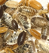 Porcellio Laevis Asseln “Party Mix”