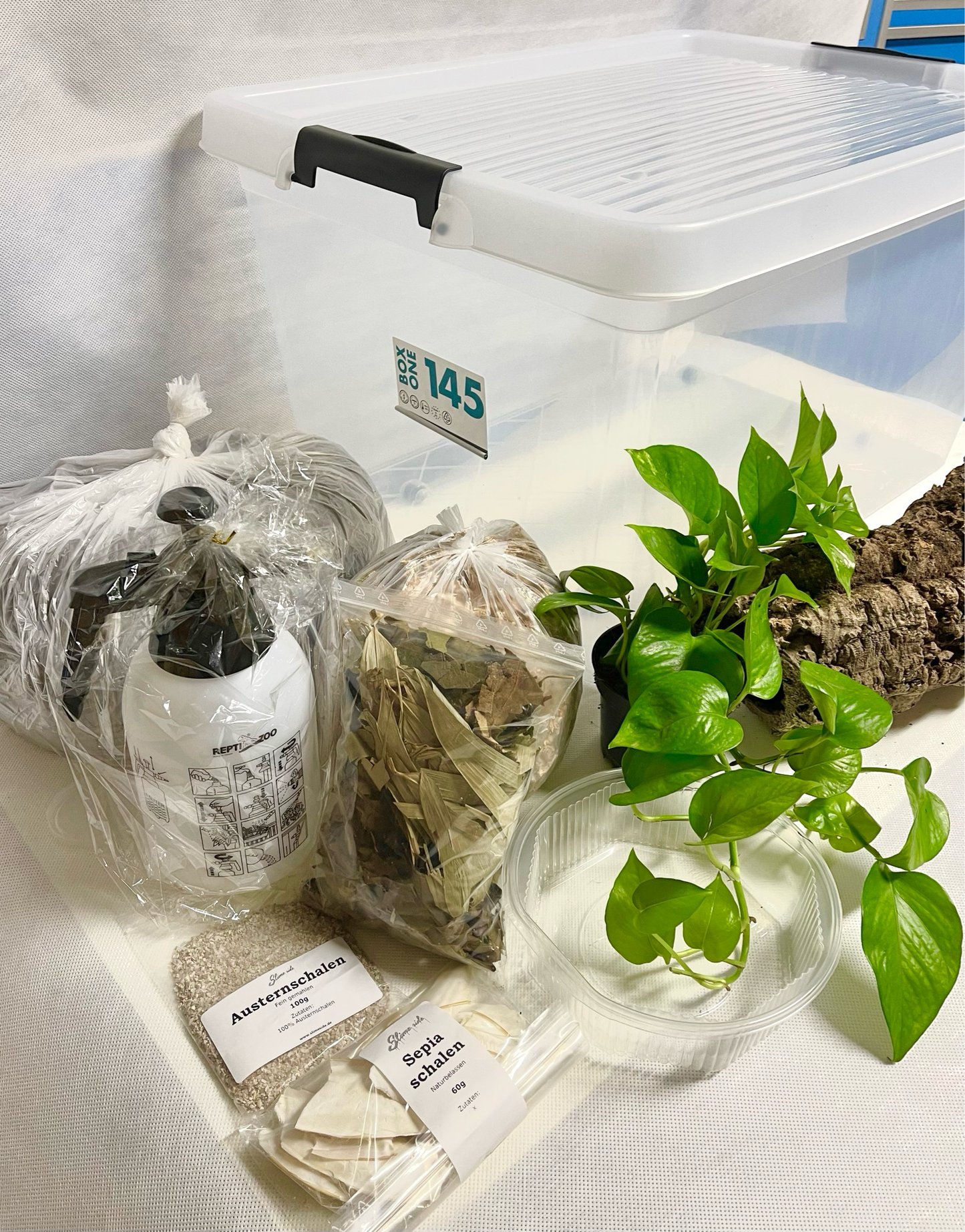 Komplettset für die Art Archachatina Rhodostoma  Boxhaltung