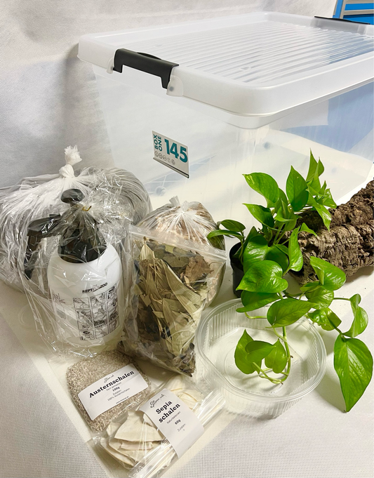 Komplettset für die Art Lissachatina Reticulata Boxhaltung