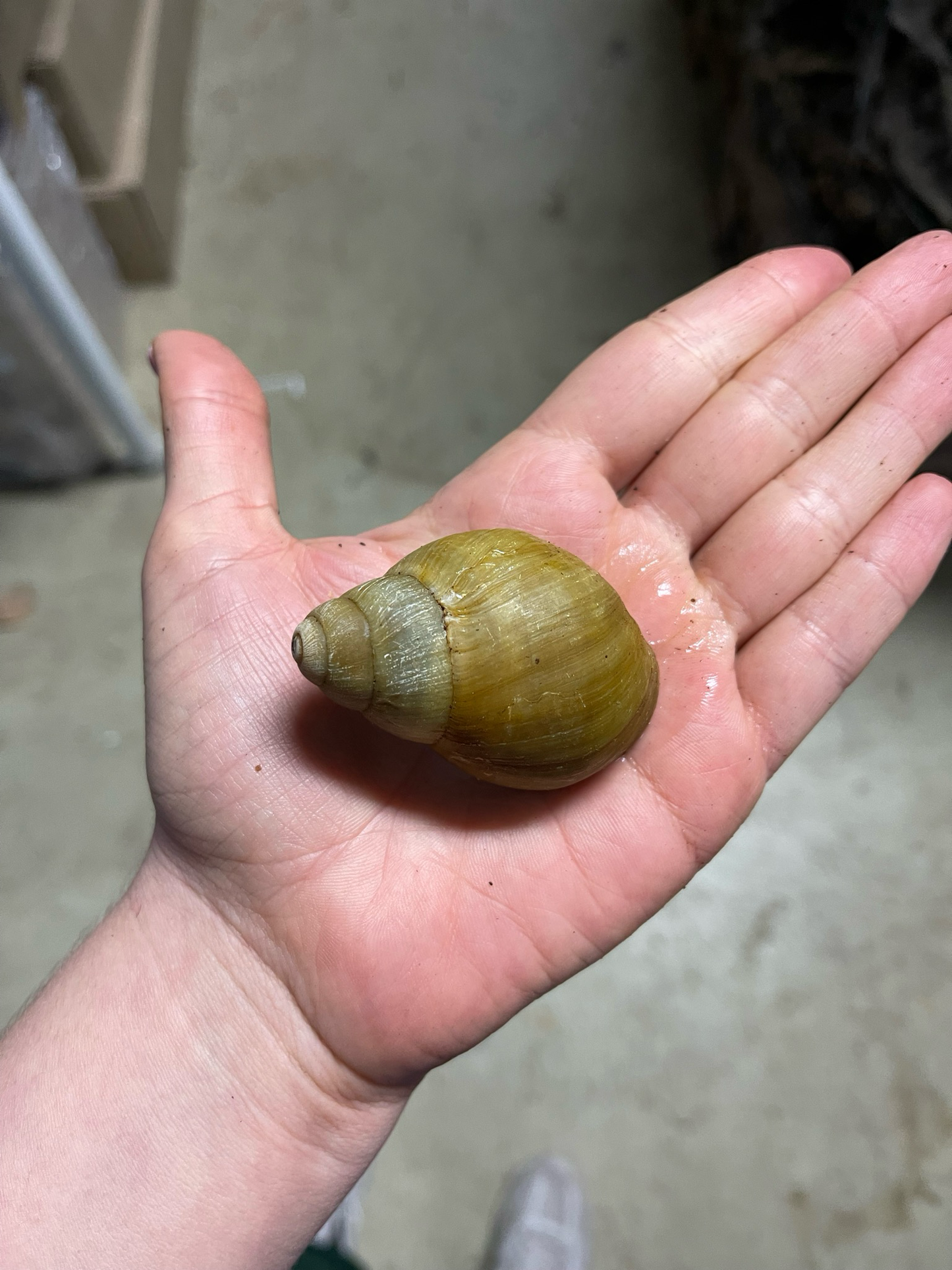 Archachatina marginata ovum Albina 5 - 8cm Hauslänge