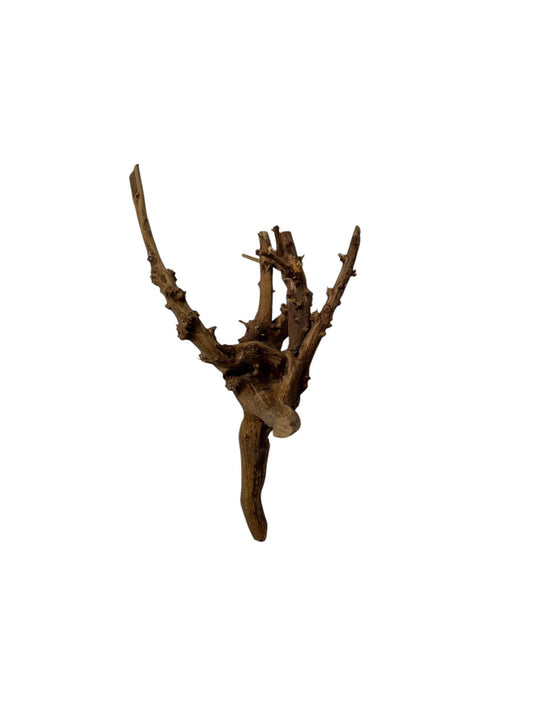Wurzel 10cm