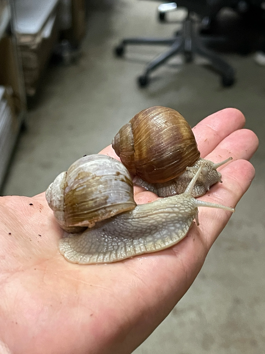 Helix Pomatia Groß